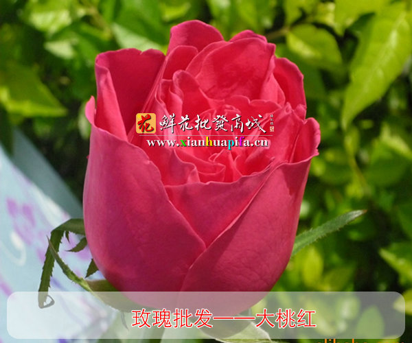 桃红玫瑰